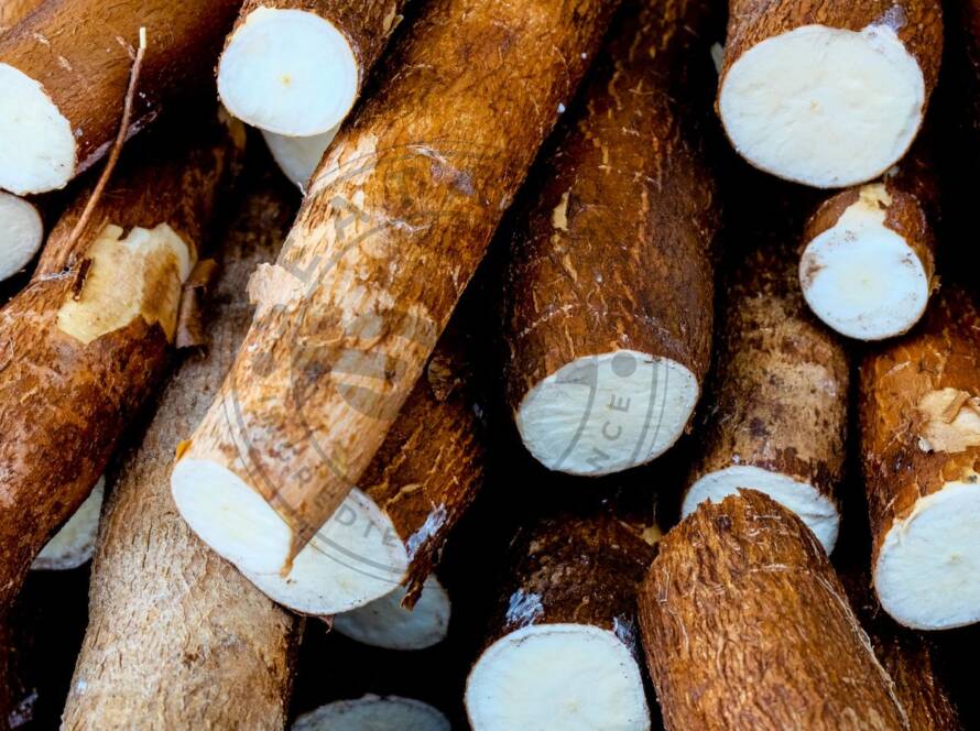 Yucca root for pets benefits